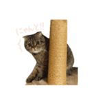 ちゃちゃまるとコメ（個別スタンプ：1）