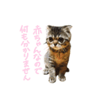ちゃちゃまるとコメ（個別スタンプ：2）