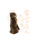 ちゃちゃまるとコメ（個別スタンプ：8）