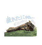 ちゃちゃまるとコメ（個別スタンプ：9）
