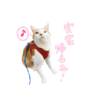 ちゃちゃまるとコメ（個別スタンプ：10）