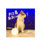 ちゃちゃまるとコメ（個別スタンプ：11）