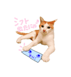ちゃちゃまるとコメ（個別スタンプ：13）