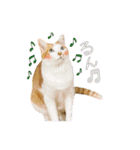 ちゃちゃまるとコメ（個別スタンプ：14）