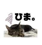 niu＆ulu+愉快な仲間たち（個別スタンプ：9）