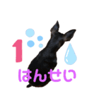 ミニチュアピンシャーの日々（個別スタンプ：2）