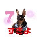 ミニチュアピンシャーの日々（個別スタンプ：8）