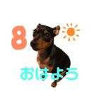 ミニチュアピンシャーの日々（個別スタンプ：9）