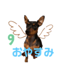 ミニチュアピンシャーの日々（個別スタンプ：10）