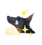 ミニチュアピンシャーの日々（個別スタンプ：15）