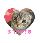ぽこぽこあいさつすたんぷ（個別スタンプ：1）