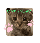 ぽこぽこあいさつすたんぷ（個別スタンプ：2）