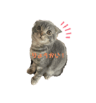 ぽこぽこあいさつすたんぷ（個別スタンプ：3）