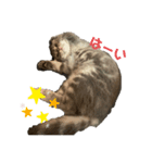 ぽこぽこあいさつすたんぷ（個別スタンプ：5）