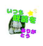 大文字 丁寧語と山野草 5（個別スタンプ：33）