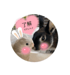 わがやのミントチョコチップちゃん（個別スタンプ：14）