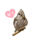 わがやのミントチョコチップちゃん（個別スタンプ：15）
