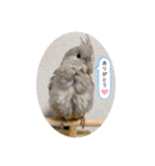 わがやのミントチョコチップちゃん（個別スタンプ：17）