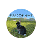 わがやのミントチョコチップちゃん（個別スタンプ：19）