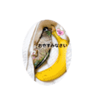 わがやのミントチョコチップちゃん（個別スタンプ：20）