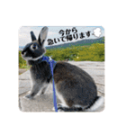 わがやのミントチョコチップちゃん（個別スタンプ：22）