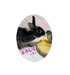 わがやのミントチョコチップちゃん（個別スタンプ：31）