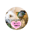 わがやのミントチョコチップちゃん（個別スタンプ：37）