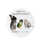 わがやのミントチョコチップちゃん（個別スタンプ：39）