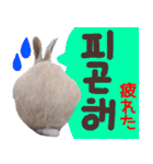 『韓国語』うさぎ島のうさぎ実写スタンプ（個別スタンプ：24）