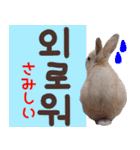 『韓国語』うさぎ島のうさぎ実写スタンプ（個別スタンプ：29）