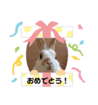 うさカフェりび 全員集合②（個別スタンプ：11）