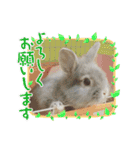 うさカフェりび 全員集合②（個別スタンプ：15）