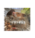 うさカフェりび 全員集合②（個別スタンプ：20）