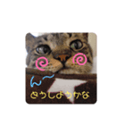 うちのにゃんこです.2（個別スタンプ：1）