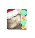 うちのにゃんこです.2（個別スタンプ：5）