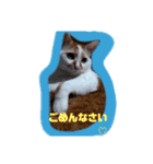 だるだる   ちゃびたんpart2（個別スタンプ：13）