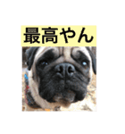 パグのまめぞうくん3（個別スタンプ：8）