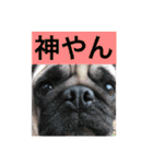 パグのまめぞうくん3（個別スタンプ：10）