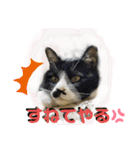 ハチワレ時々キジトラ3（個別スタンプ：3）