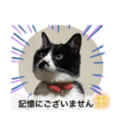ハチワレ時々キジトラ3（個別スタンプ：7）