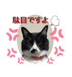 ハチワレ時々キジトラ3（個別スタンプ：11）