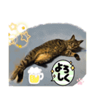 ハチワレ時々キジトラ3（個別スタンプ：12）