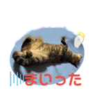ハチワレ時々キジトラ3（個別スタンプ：13）