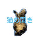 ハチワレ時々キジトラ3（個別スタンプ：14）