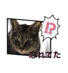 ハチワレ時々キジトラ3（個別スタンプ：28）