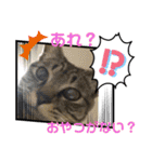 ハチワレ時々キジトラ3（個別スタンプ：29）