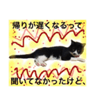 ハチワレ時々キジトラ3（個別スタンプ：33）
