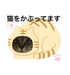 ハチワレ時々キジトラ3（個別スタンプ：37）