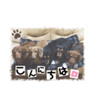 5匹の愉快な仲間たち2（個別スタンプ：16）