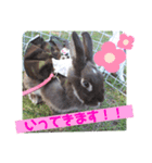 うさぎのめい2（個別スタンプ：4）